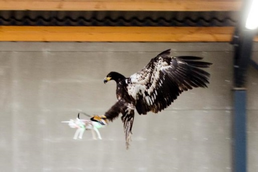 eagle-hunt-drones