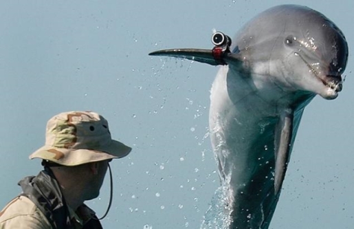 Combat dolphins on the loose, filming for "Dolphins Gone Wild".