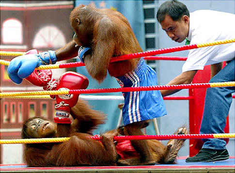 [Obrazek: orangutan-kick-boxing.jpg]